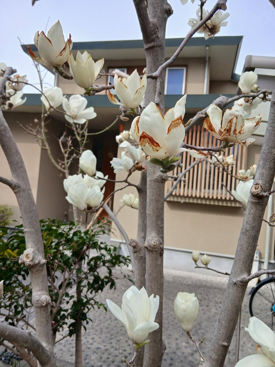 マーガレット tweet media