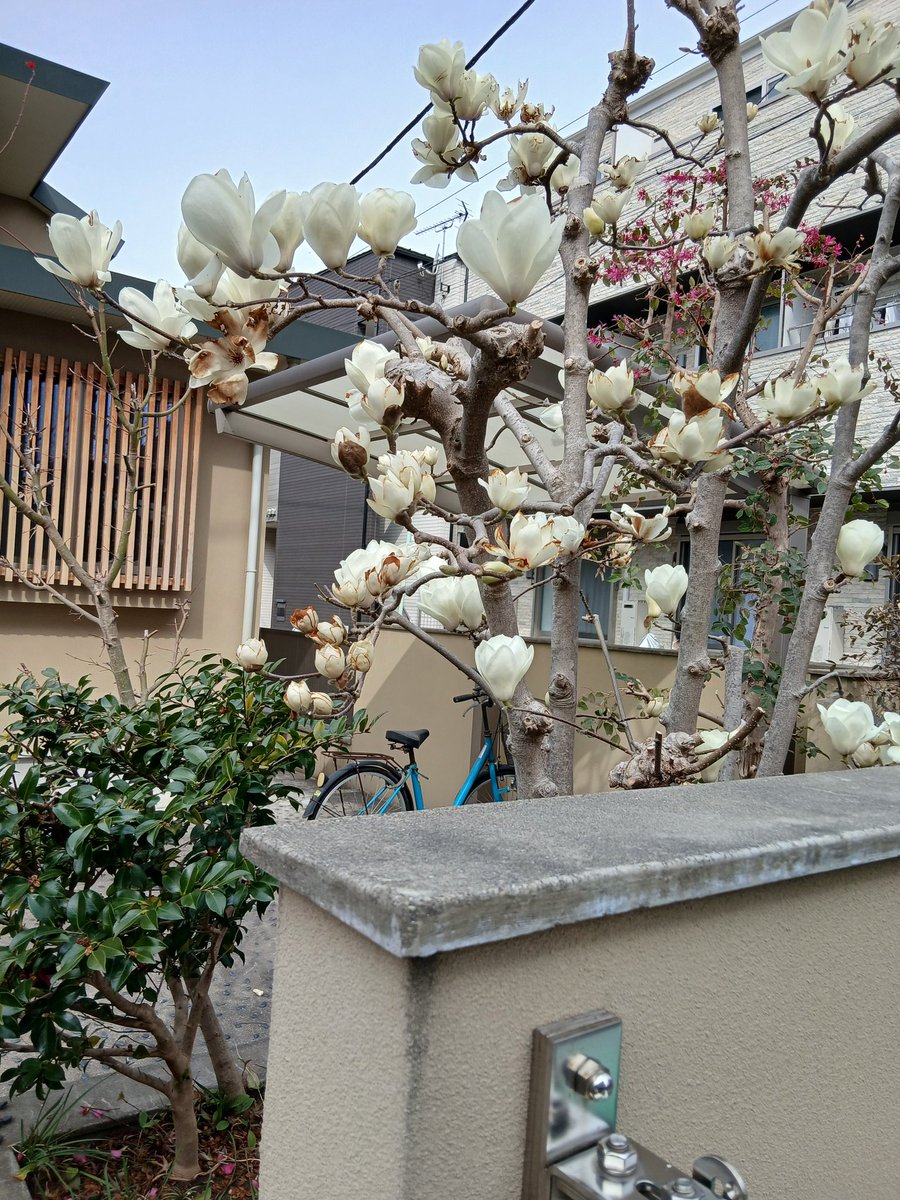 マーガレット tweet media