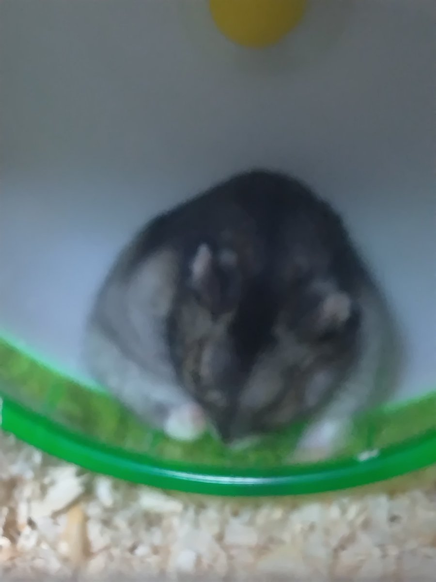 絶狼（ZERO） tweet media