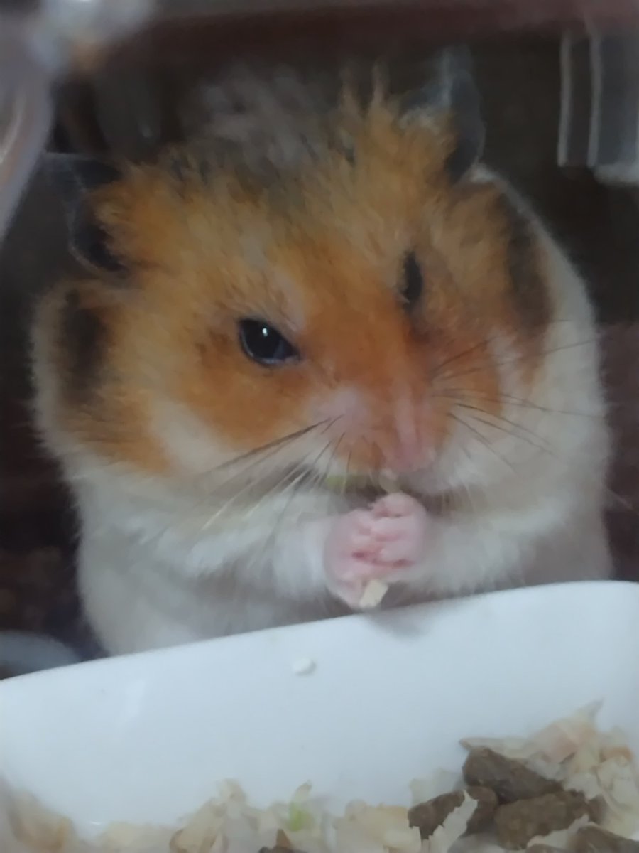 絶狼（ZERO） tweet media