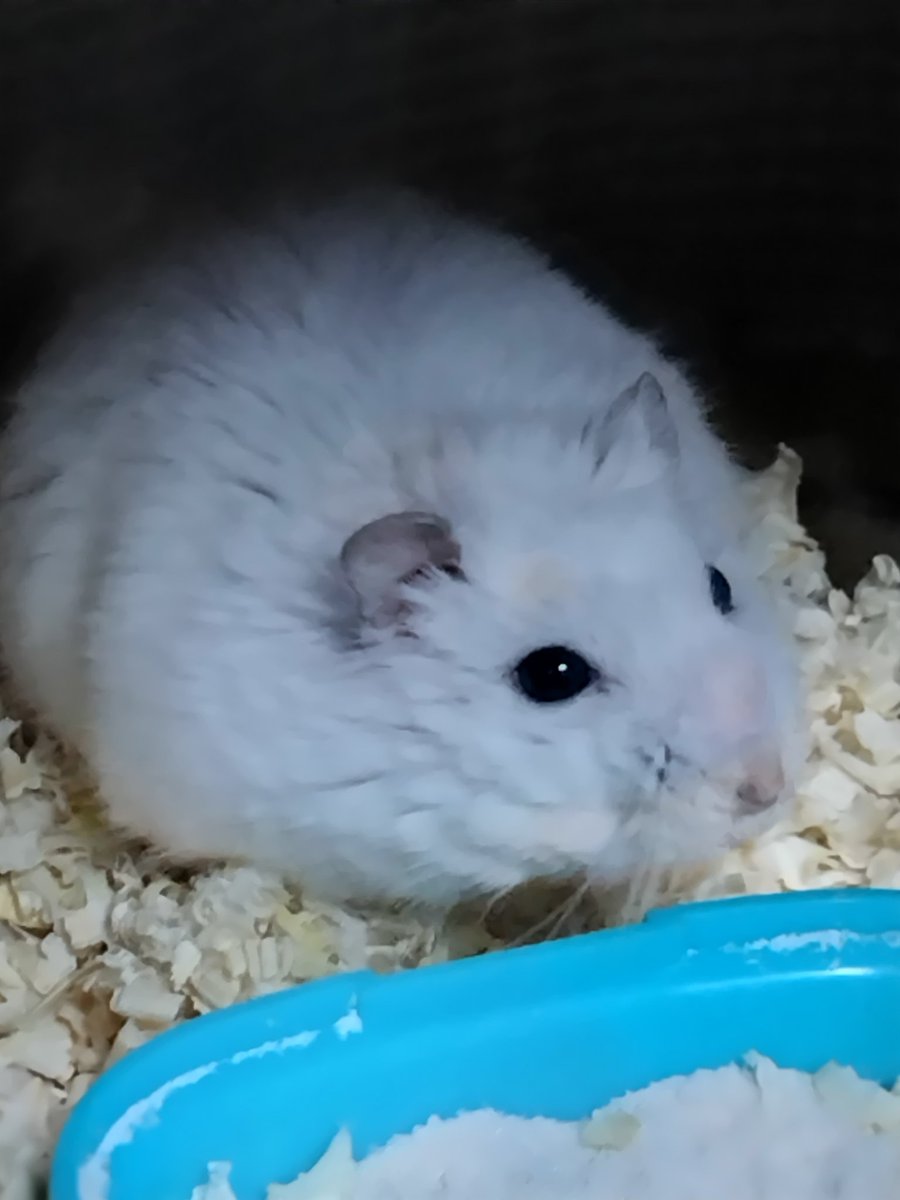 絶狼（ZERO） tweet media