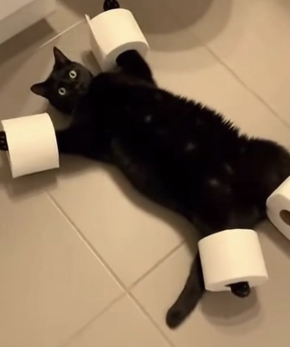 まるお2号🇯🇵（羊の皮を被った猫） tweet media