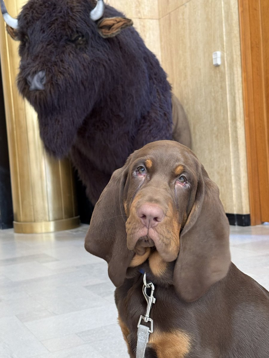 Meet Beau, the Highway Patrol’s fourth bloodhound. Beau will call Fargo home following his training. Welcome to North Dakota, Beau.

police1.com/search-and-res…