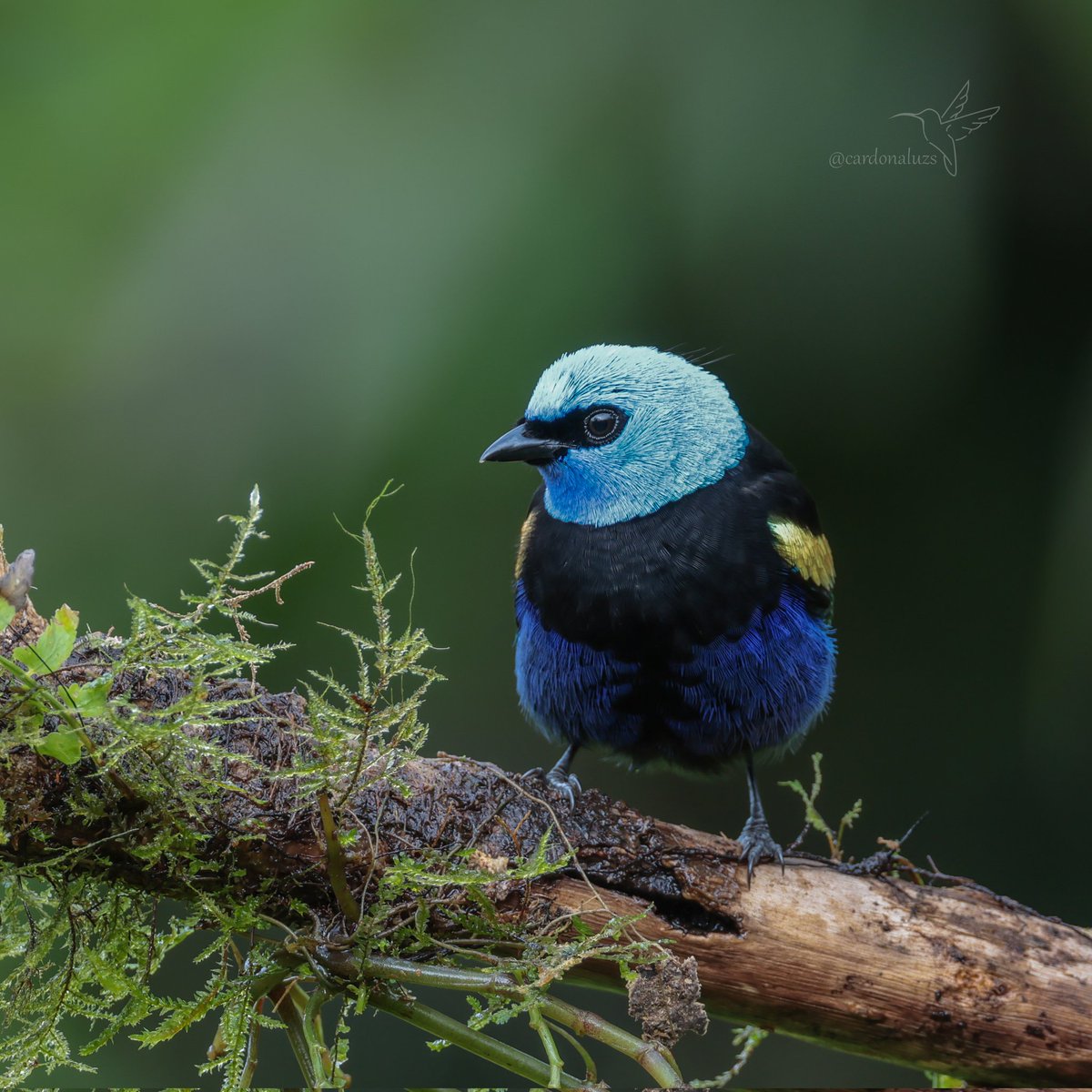 Luz Sthella Cardona M tweet media