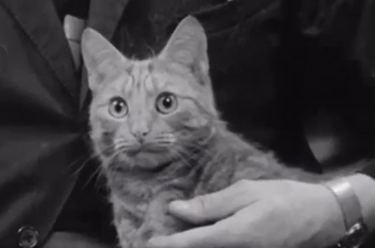 John Cogs tweet media