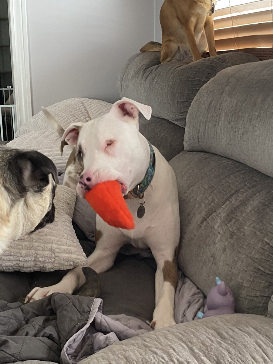 Lola Patolla tweet media