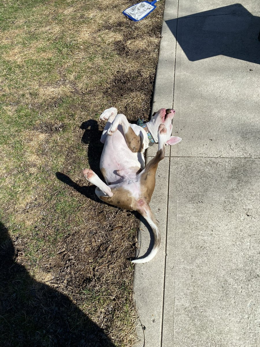 Lola Patolla tweet media