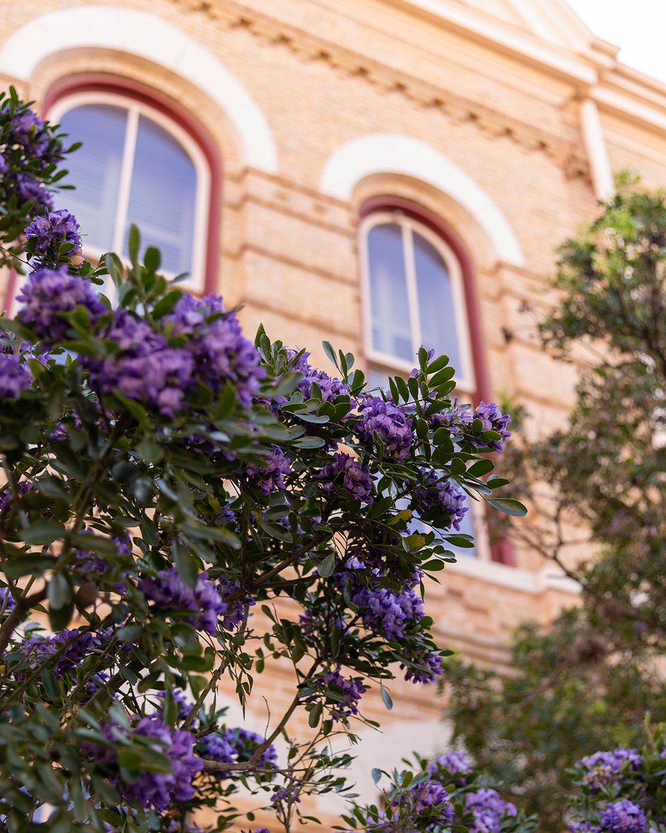 Texas State University Alumni tweet media