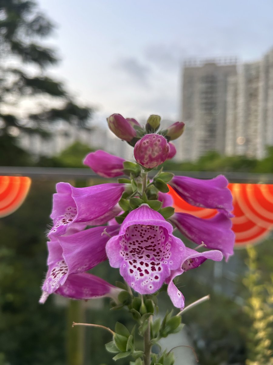 ZuoMaiGie 做麼嘅 tweet media