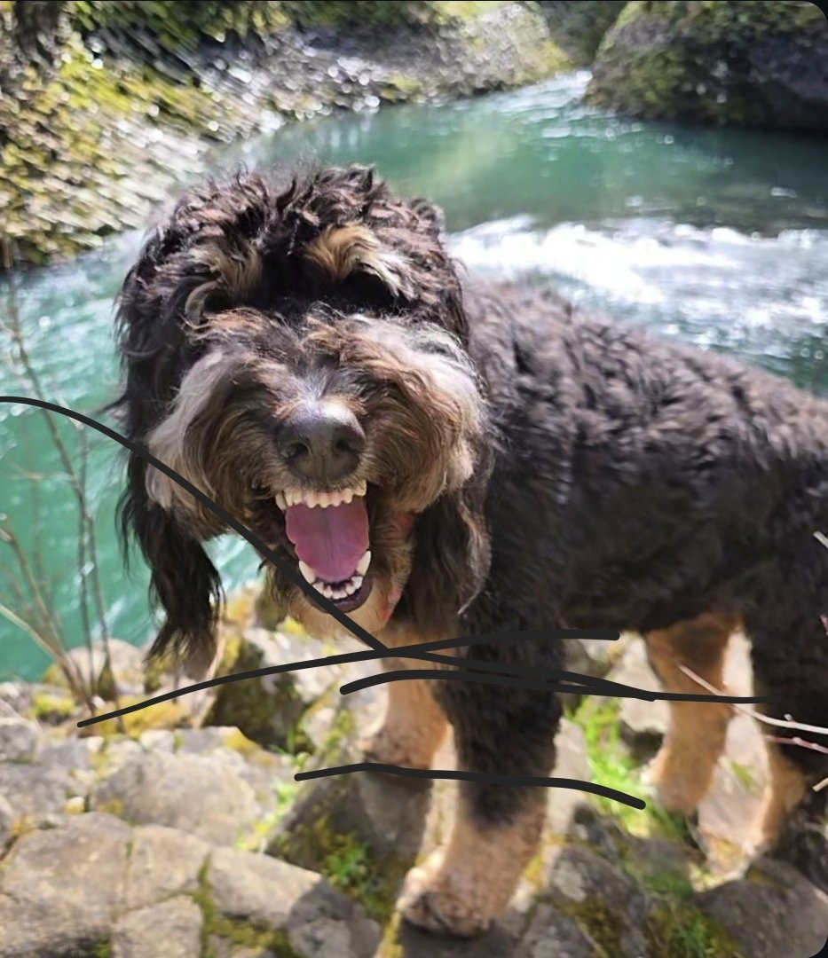 Travis Neliton 🇺🇸 tweet media