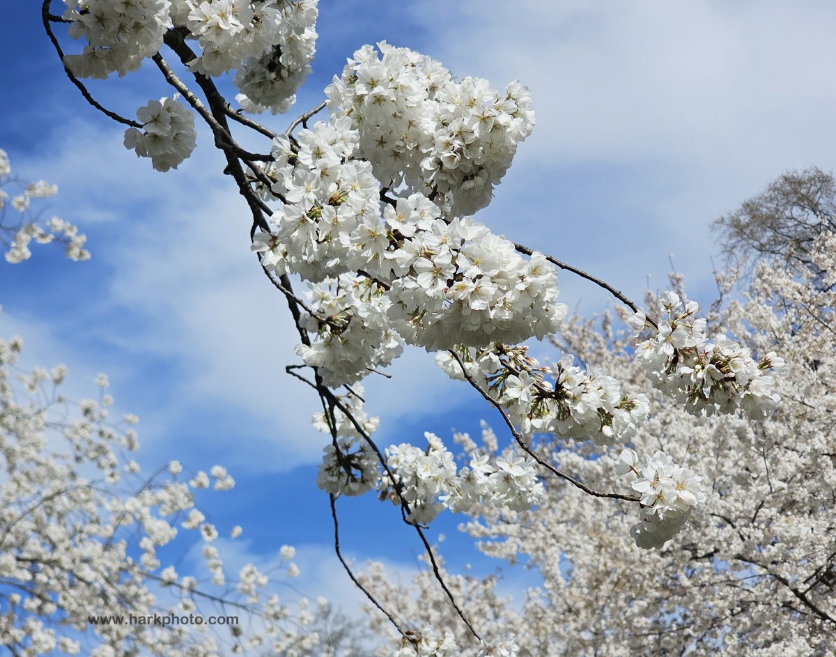 Bill Hark tweet media