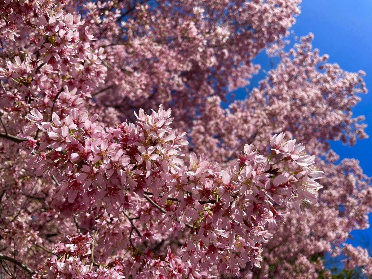 C on the scene tweet media