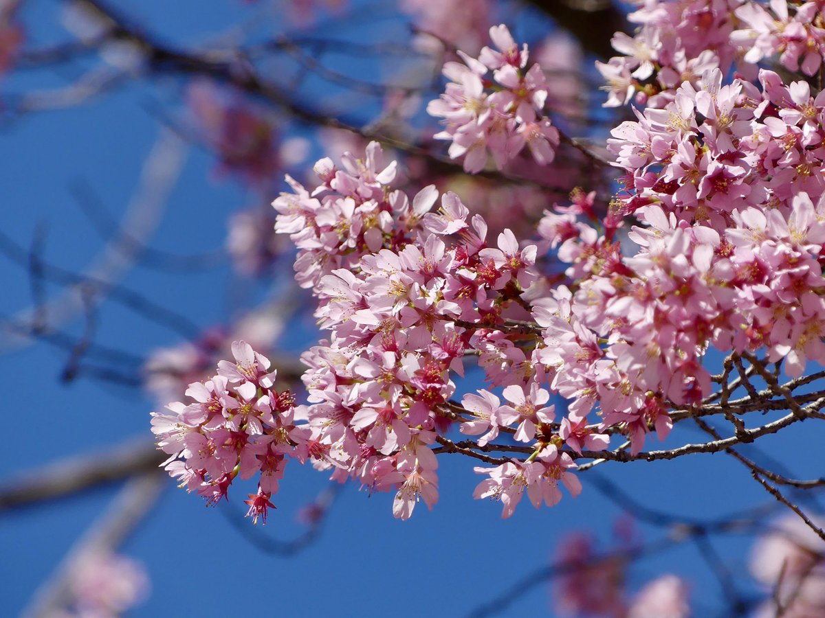 C on the scene tweet media