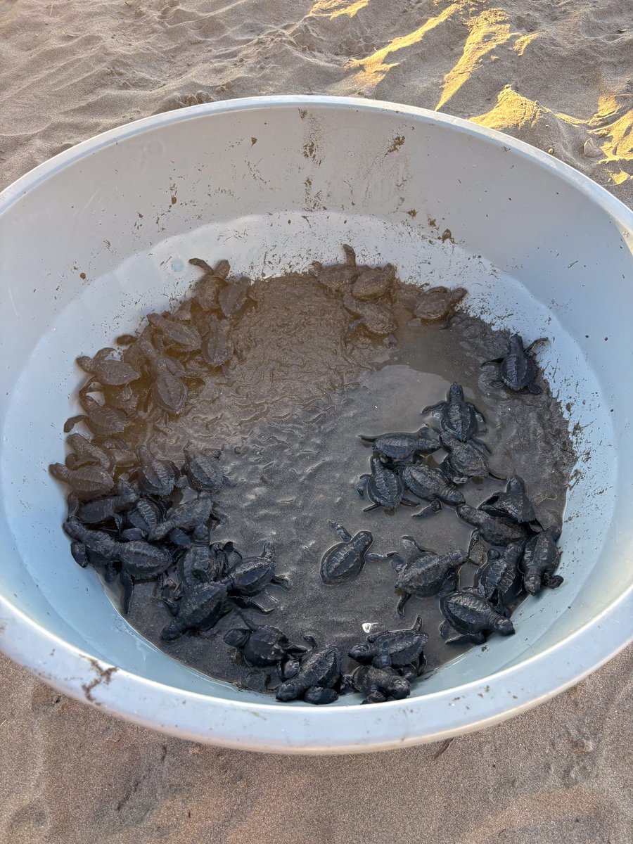 DimarColombia tweet media