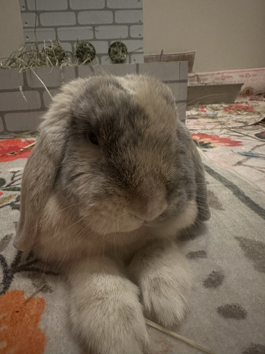 Cocobunny tweet media