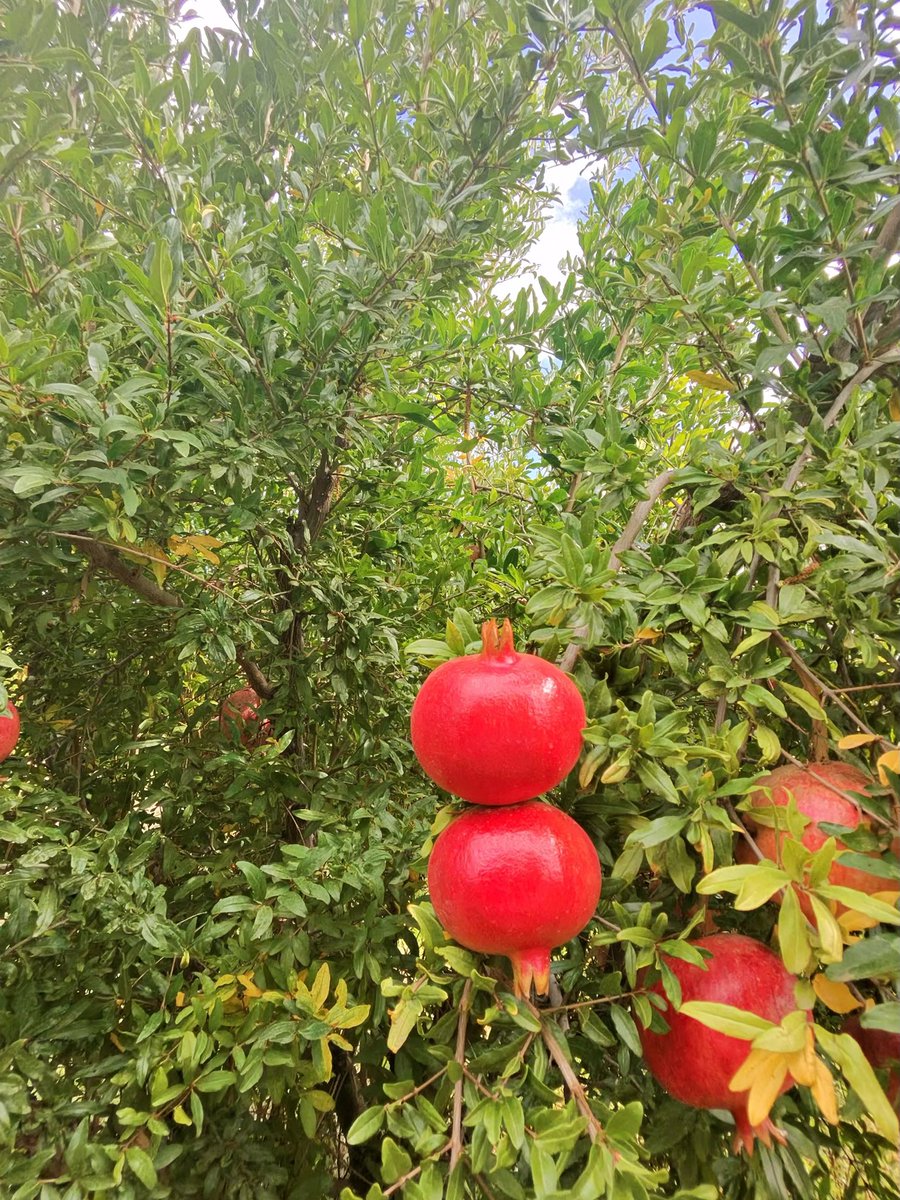 RawQuantum tweet media