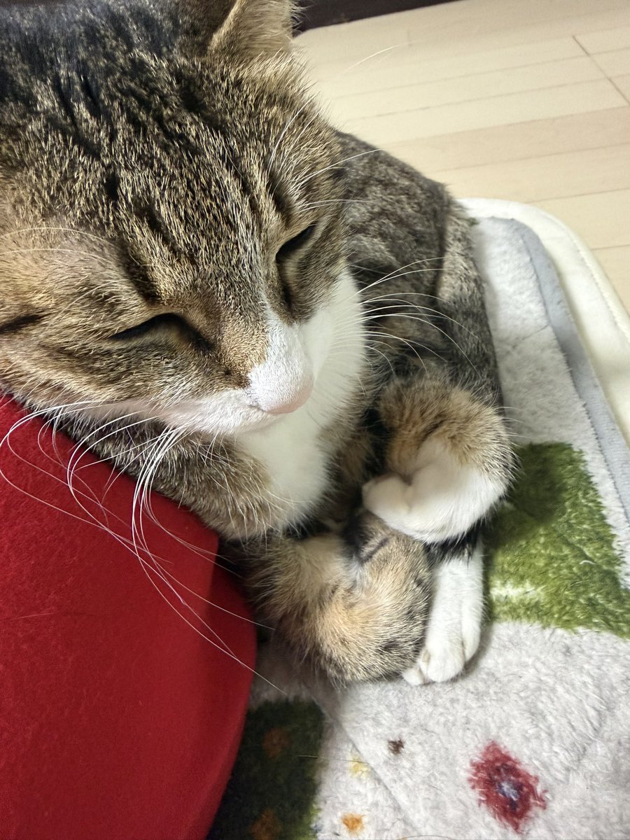 Mika1225Max's tweet photo. 朝から可愛すぎますᗢᘏᓗ

 #キジ白
 #ミミちゃん
 #おてて https://t.co/QB69DkGgBp