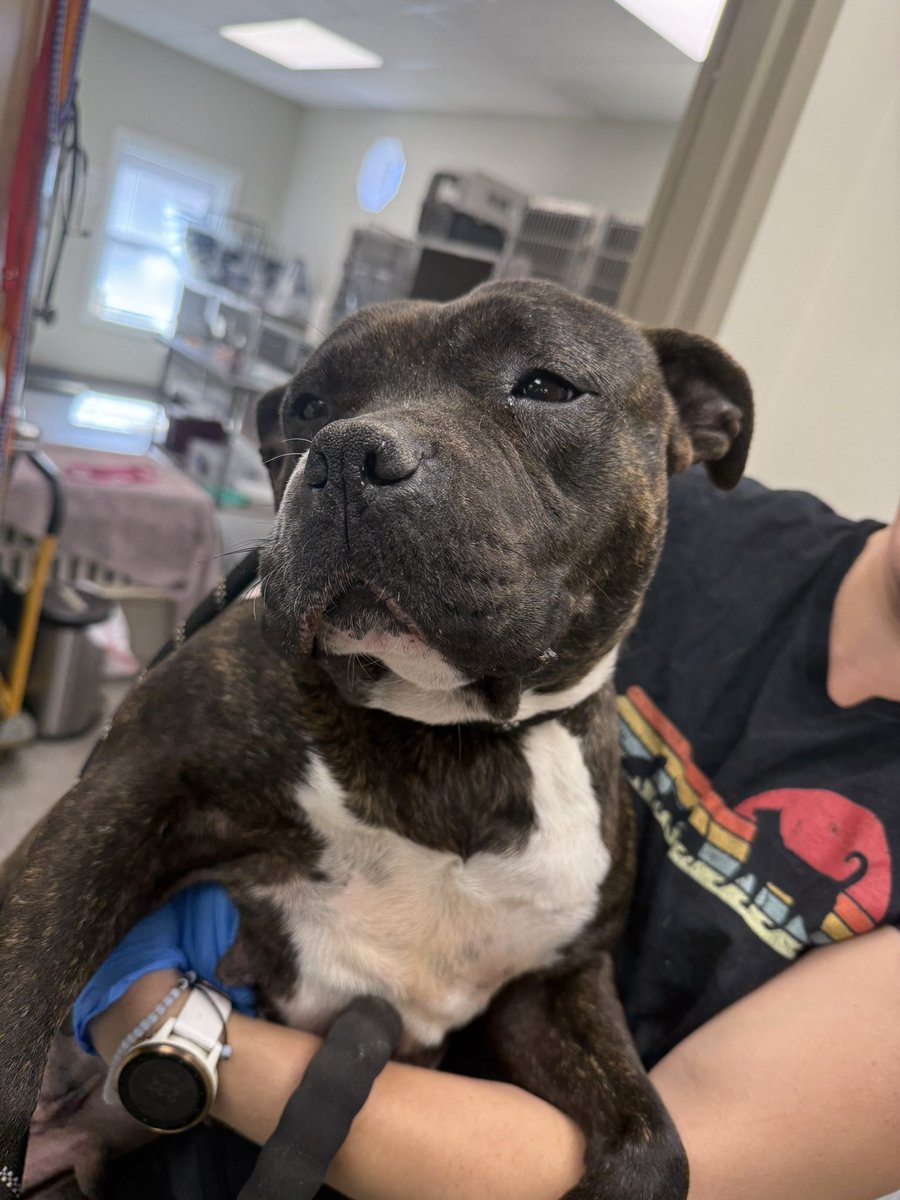 Spay Spa&Neuter Nook tweet media