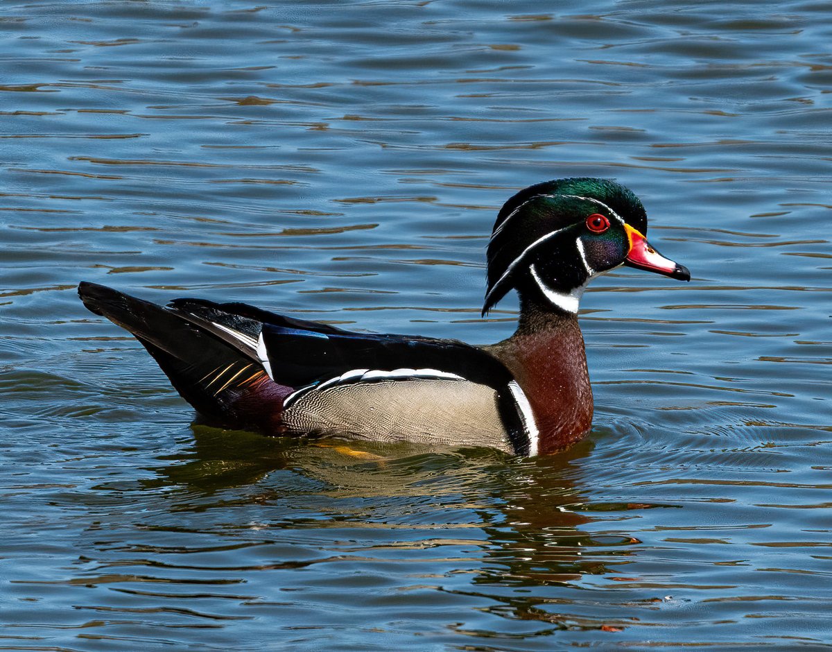 Wood Duck Wednesday Group 9!!

Follow and repost!!

<a href="/stephieb771/">Steph M</a> 

<a href="/CarlsonIvo80552/">Ivonne Carlson Maldonado</a> 

<a href="/realdc_23/">DC</a> 

<a href="/MichKimberley/">Kimberley</a>