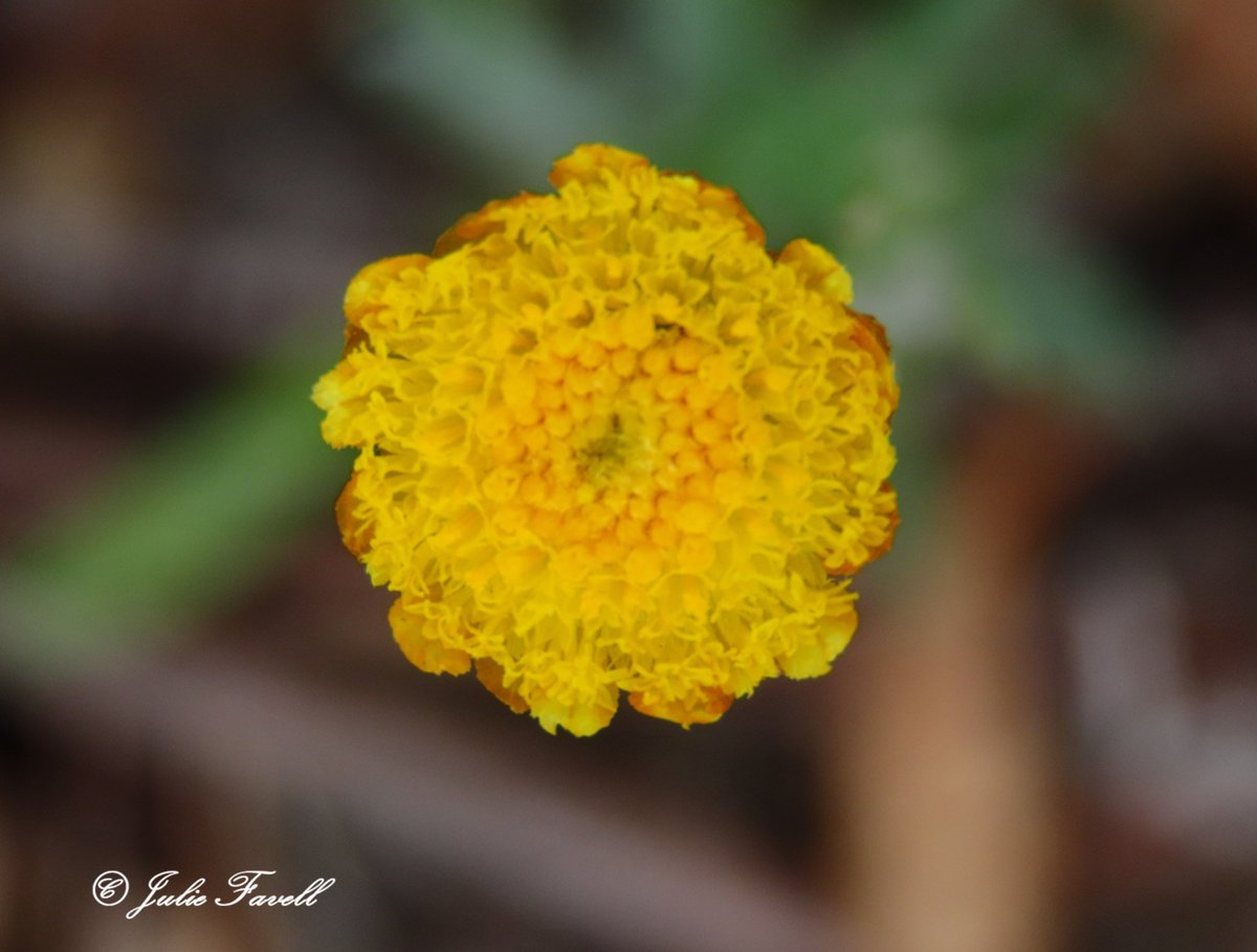 Lithgow Environment tweet media