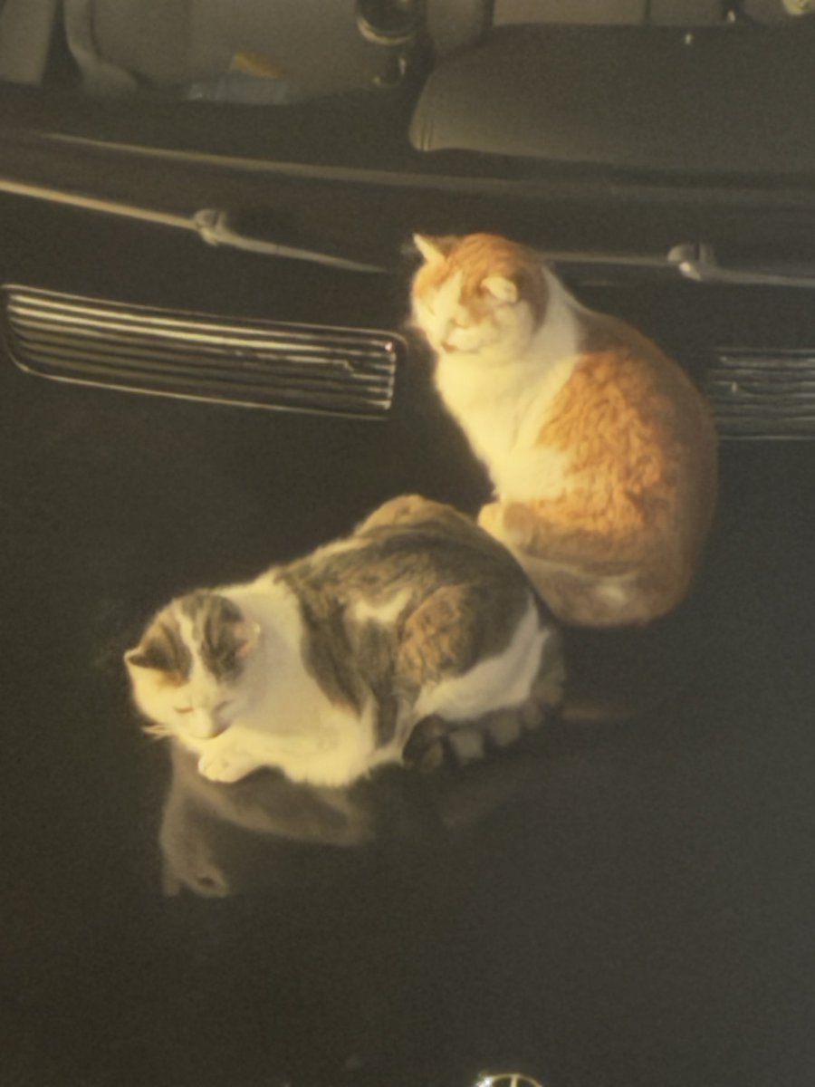 Lechero turco gordo tweet media