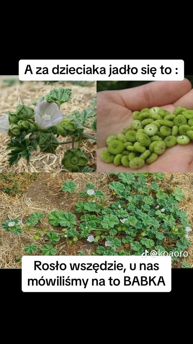 podkarpatka's tweet photo. Przysmak dzieciństwa...
          U nas mówiło się Chlebek https://t.co/epSG76g4OW