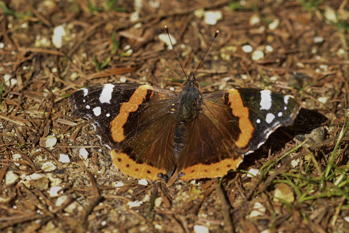 Drew Cooper tweet media