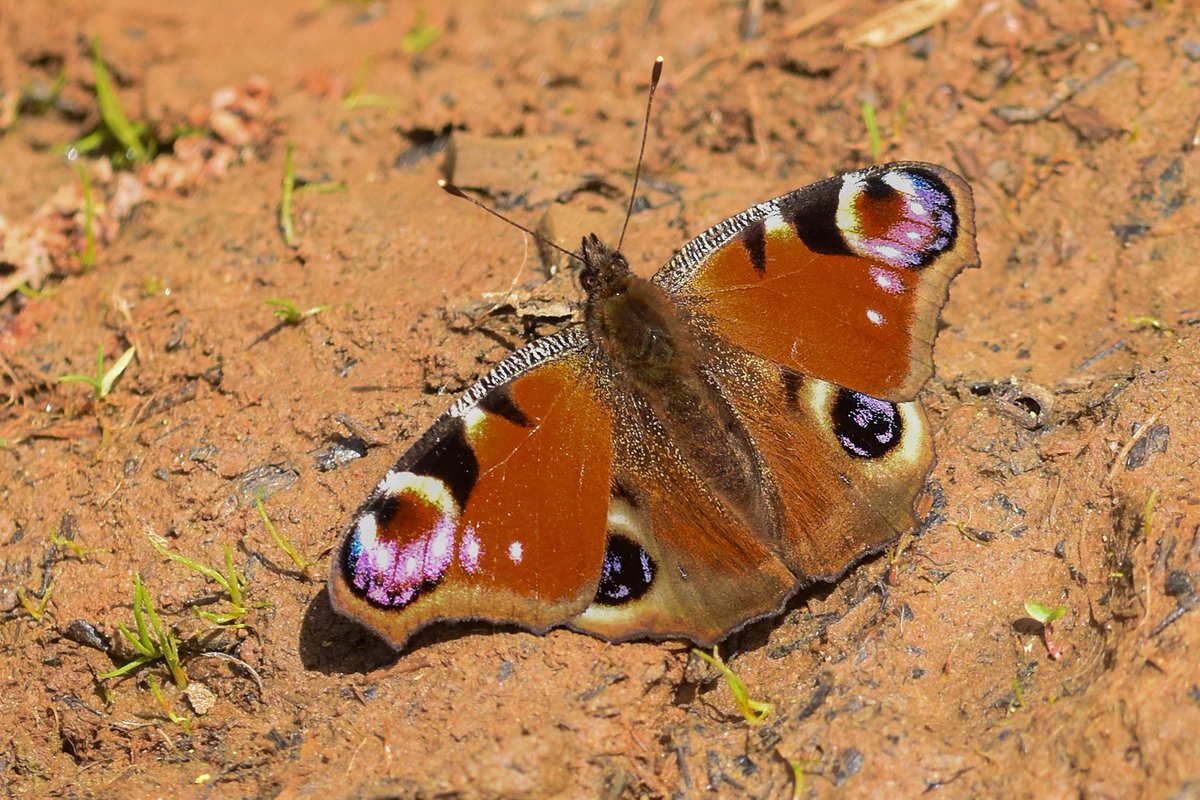 Drew Cooper tweet media