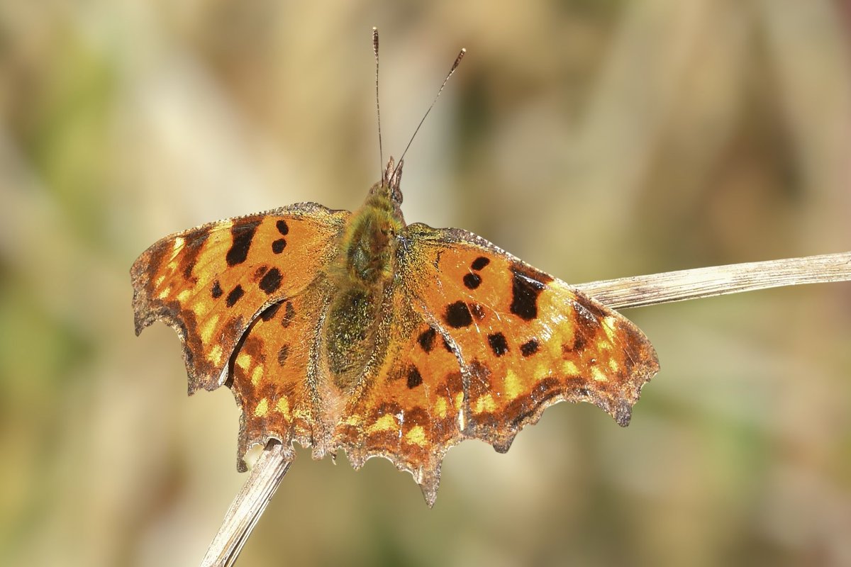 Drew Cooper tweet media