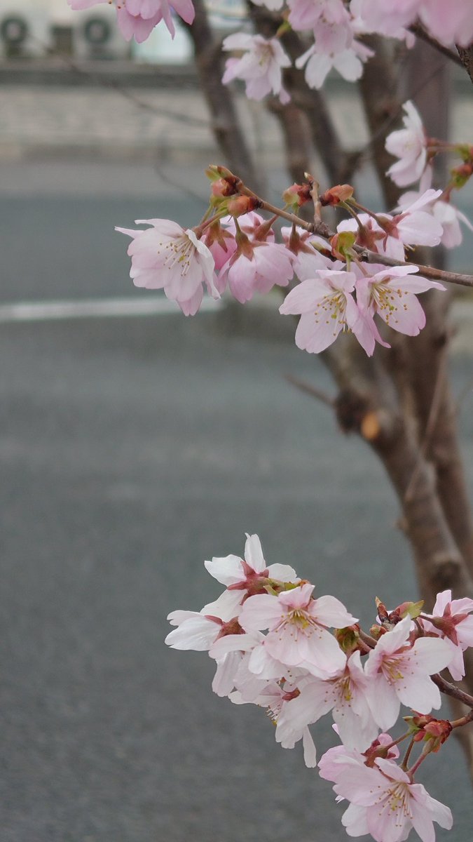 colovin86's tweet photo. 新栃木駅前のうずま桜
満開だ https://t.co/EoFsvms8PS