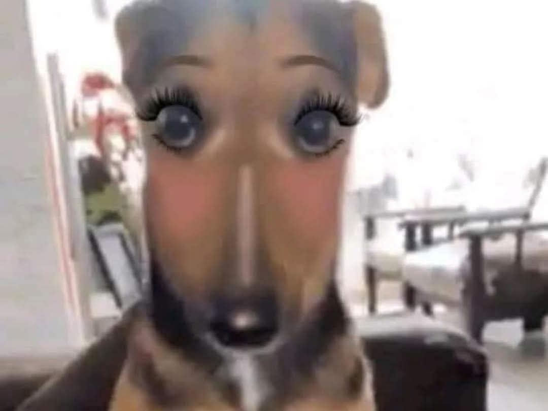 Rodny Blake Lyu tweet media