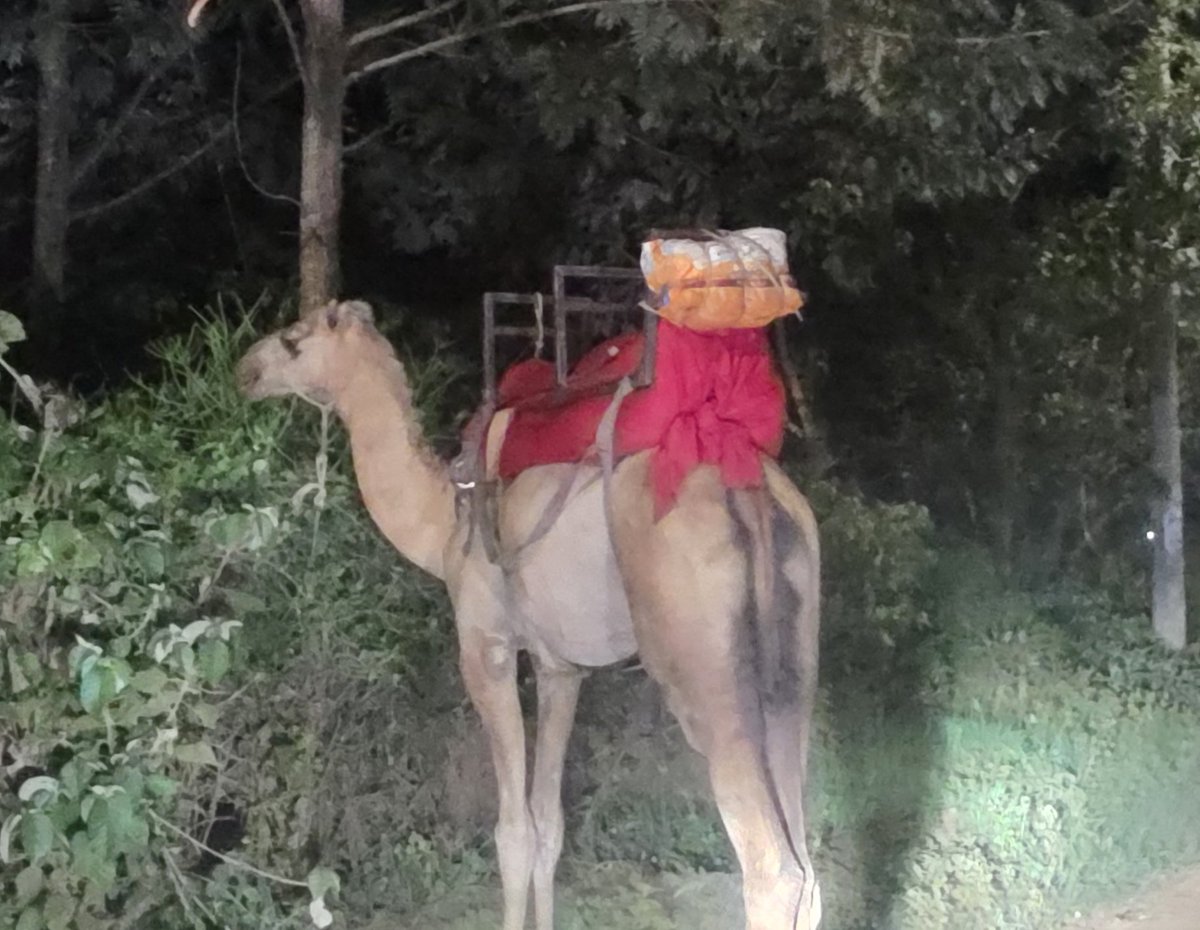 Joan Reals tweet media