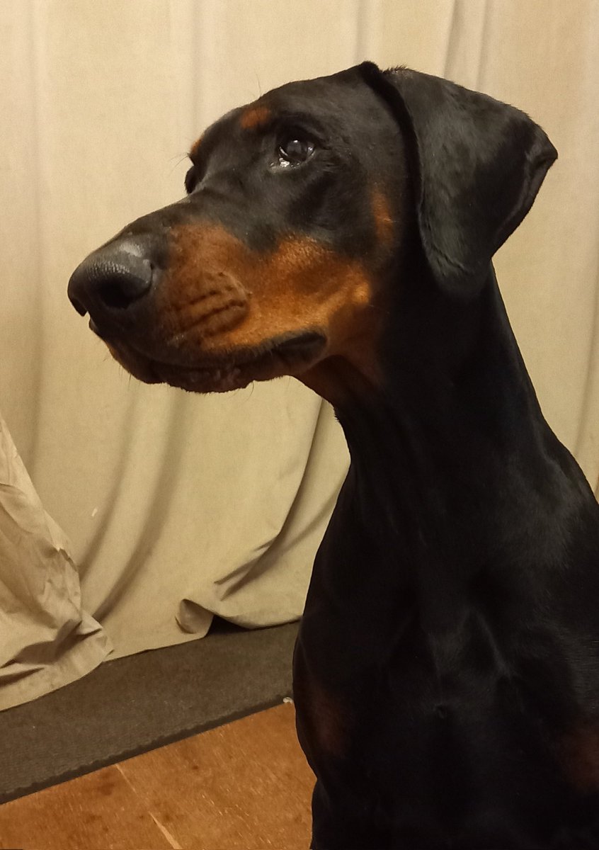 ⛧ fruit bat tweet media