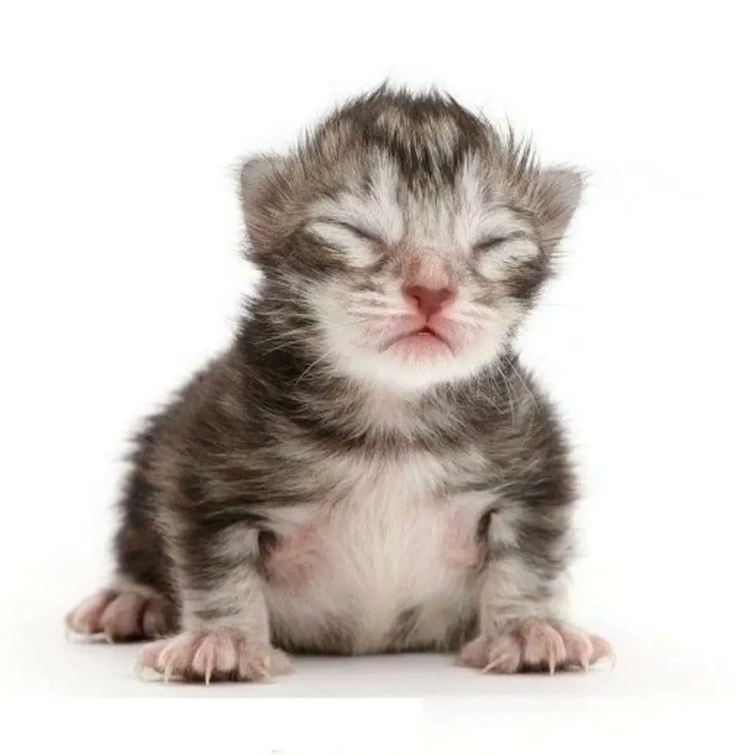 Mike/Mikei🐶🟤🟠 tweet media