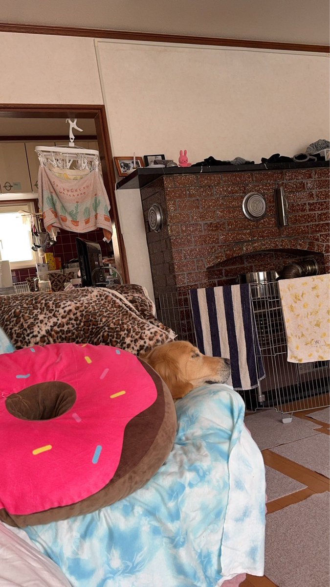 レン🐶ゴールデンレトリバー tweet media