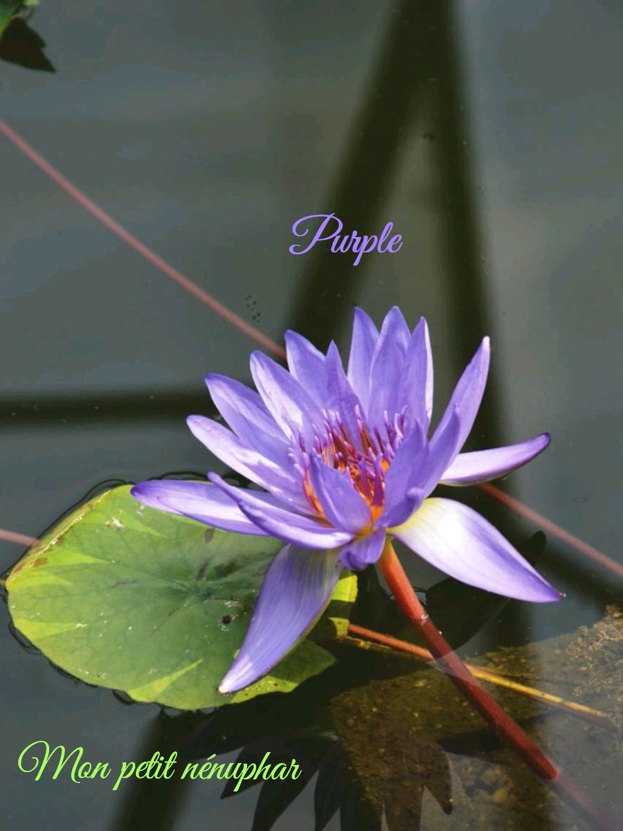 Hot Purple 🇧🇪🔞 tweet media