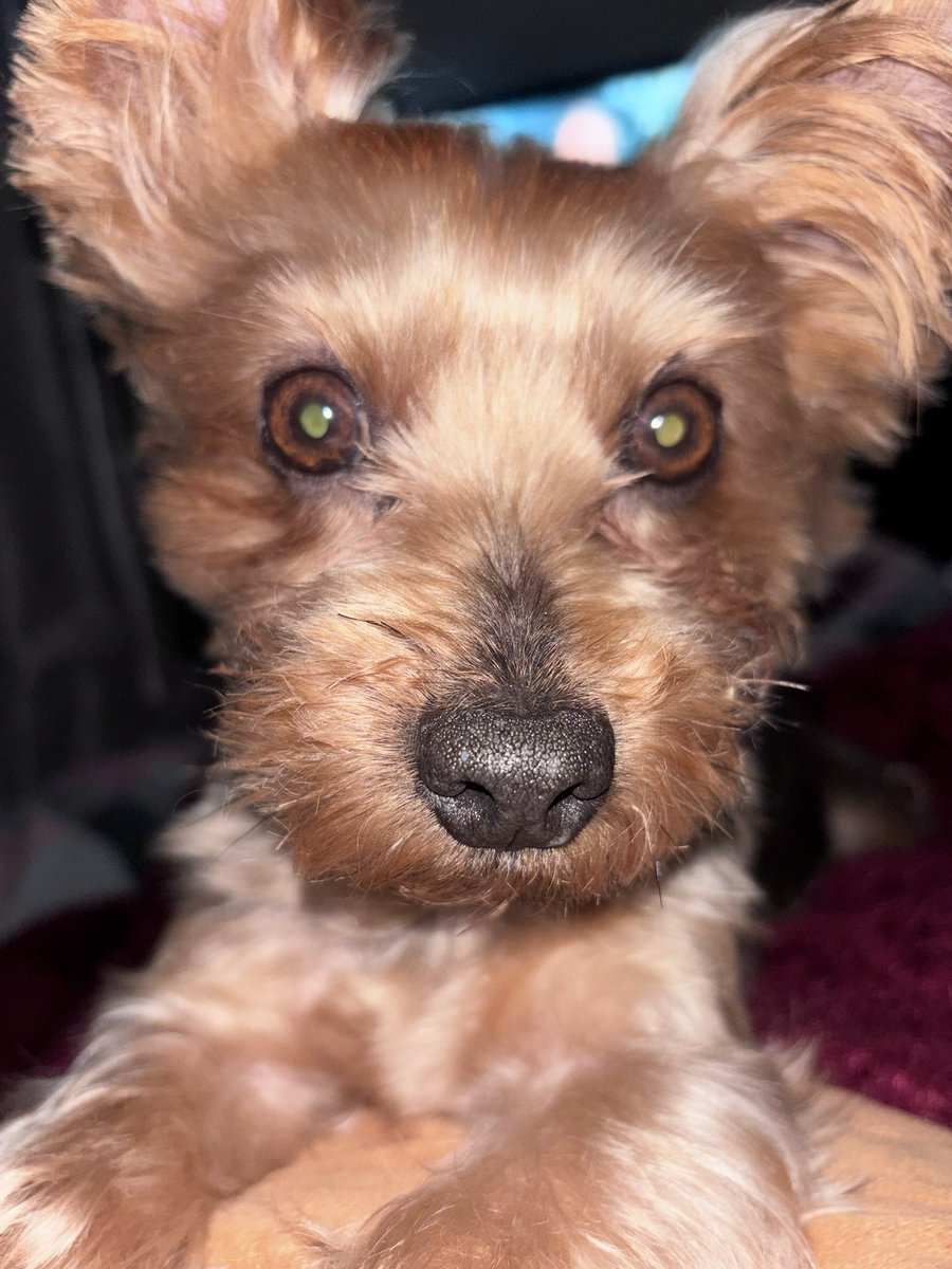 Kelly Chisholm tweet media