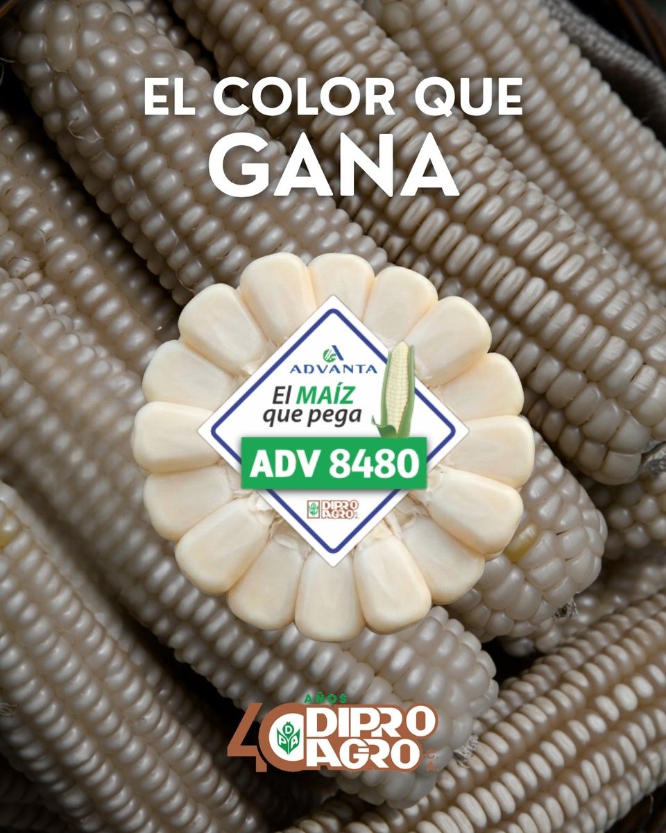 🌽 Conozca nuestro material de #MaízBlanco: 𝗔𝗗𝗩 𝟴𝟰𝟴𝟬
Con granos grandes, excelente estructura de planta y un rendimiento consistente, se adapta a ambientes tropicales donde la productividad no puede fallar.
📩 Contáctenos para más información
‍#Agricultura #Agro #Campo