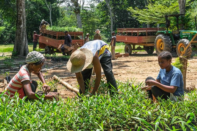 CIFOR_ICRAF's tweet image. 🌳Planning a tree planting project? Get the right resources.

The Resources for Tree Planting Platform offers practical guides on sourcing quality seeds, seedlings and clones for #restoration, #agroforestry and more.

Explore now:➡️ tree.worldagroforestry.org

#TreesPeoplePlanet