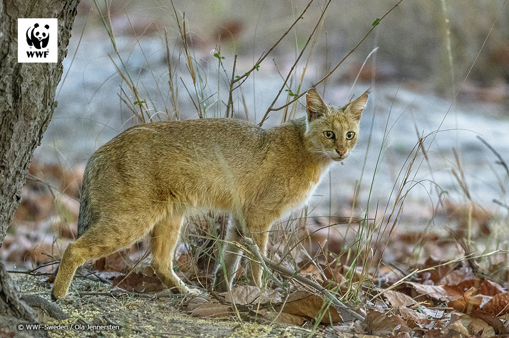 WWFジャパン tweet media