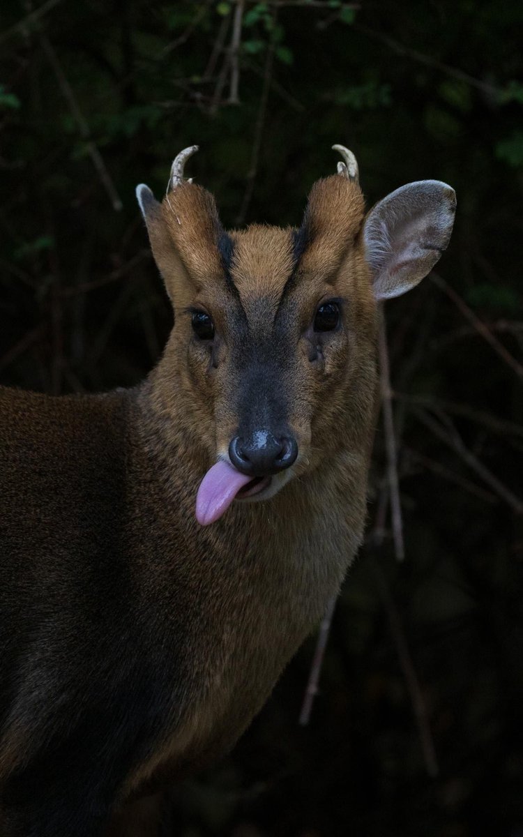 Deer in Places they Shouldn't Be tweet media