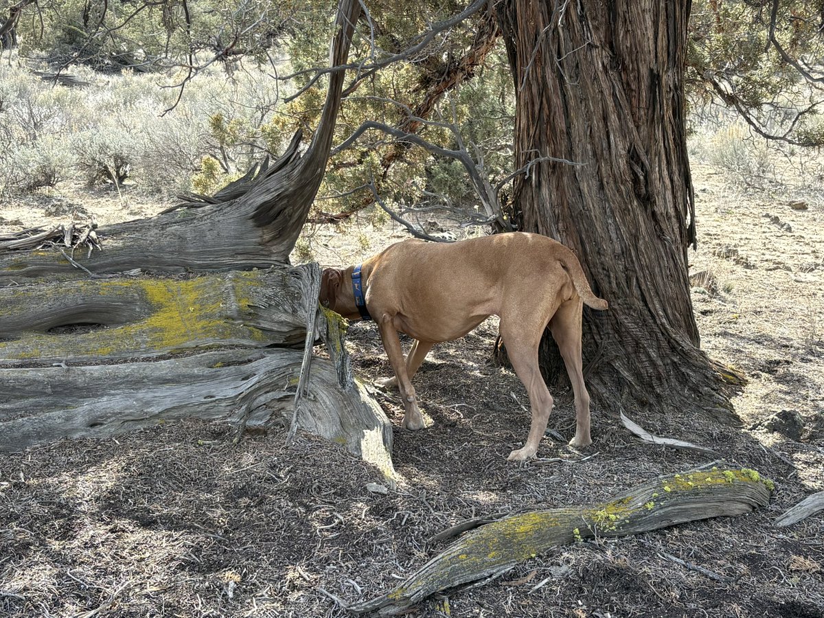 Lindsay Buroker tweet media