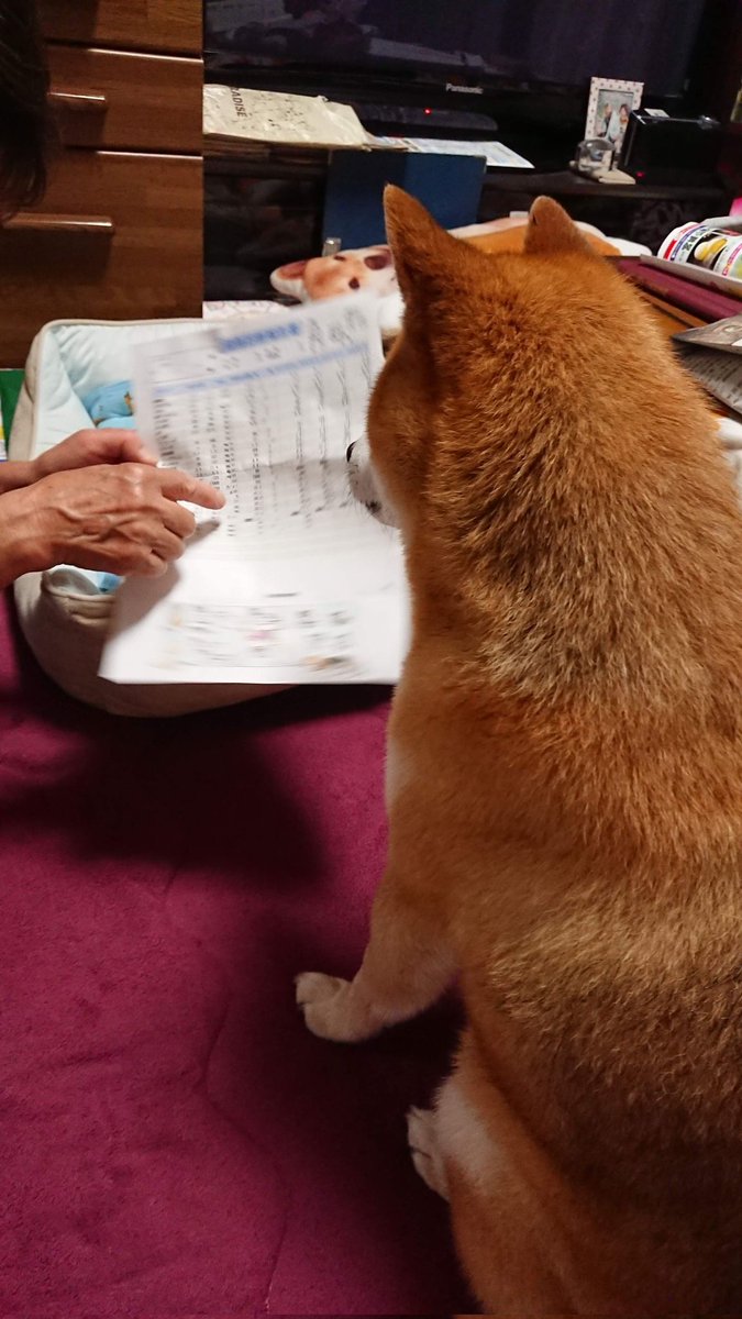 柴犬まろｻﾝ tweet media