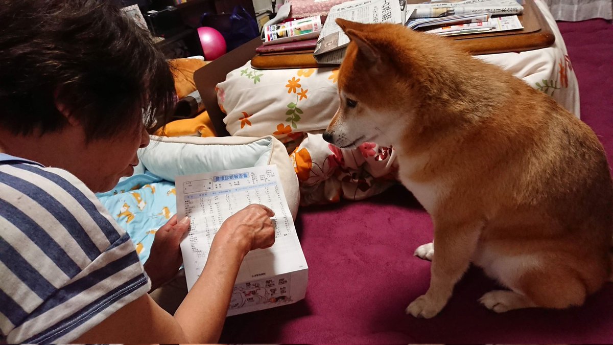 柴犬まろｻﾝ tweet media