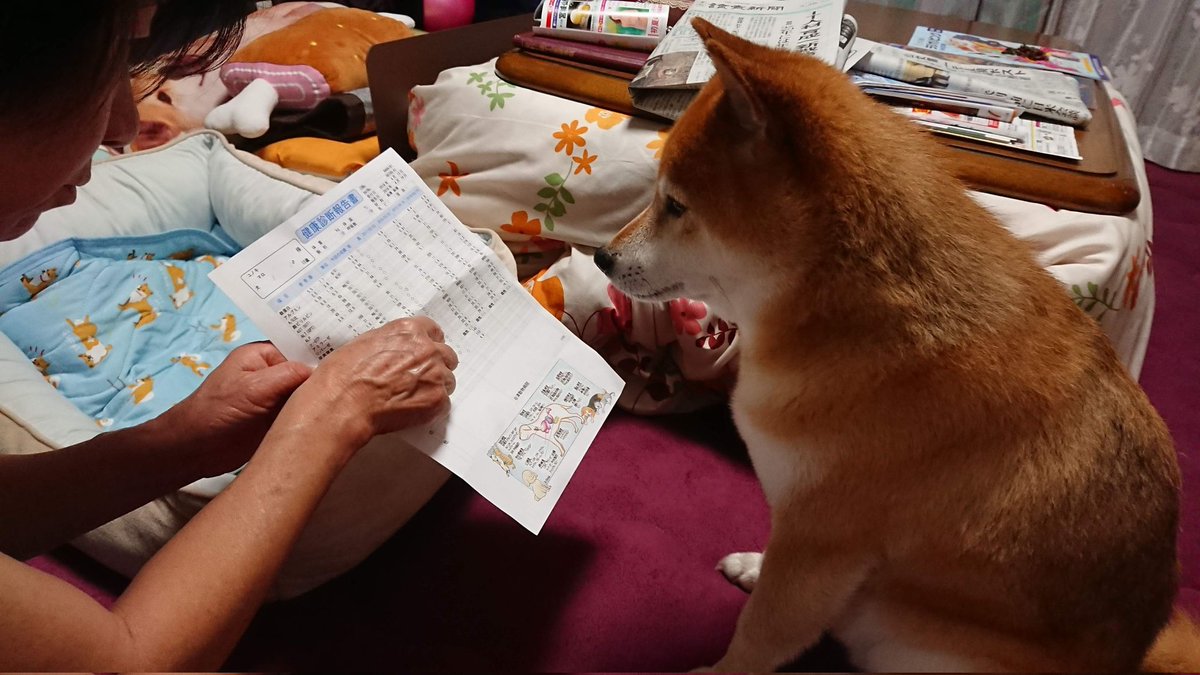 柴犬まろｻﾝ tweet media