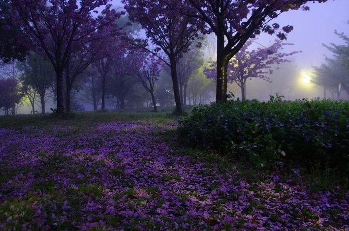 misty evening.