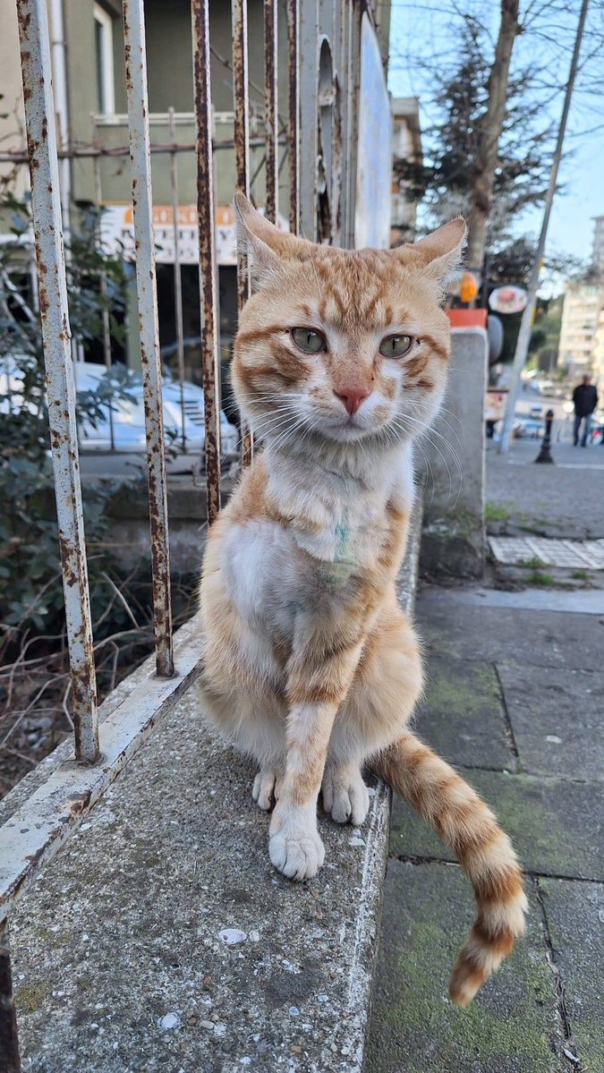 Masum Gözler tweet media