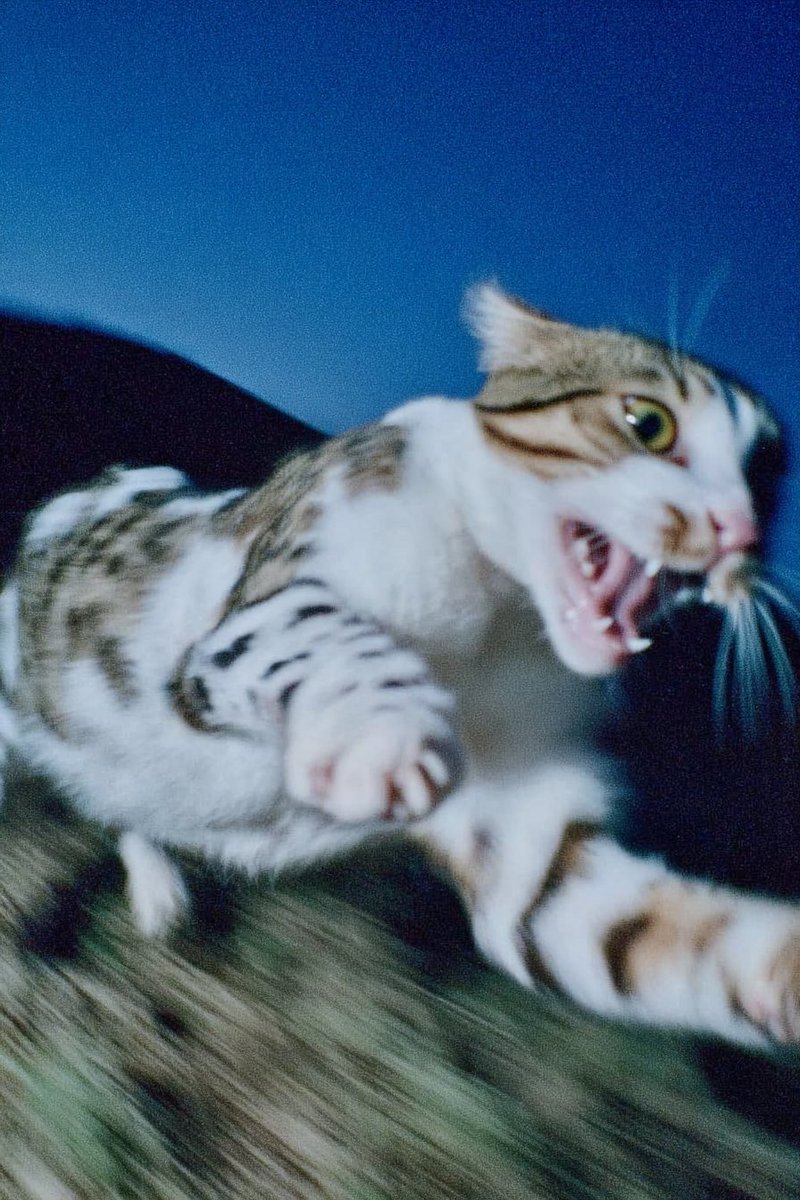 Gizem Akdag tweet media