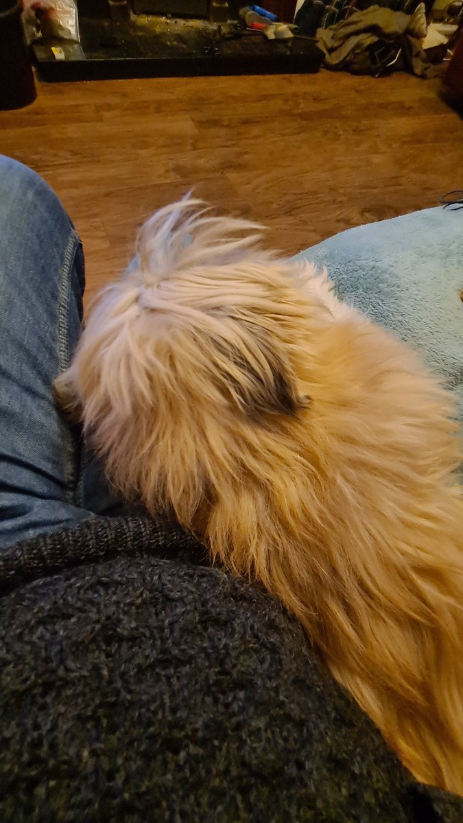 Snuggle Bunny 🐰😊 #lhasaapso #dogs