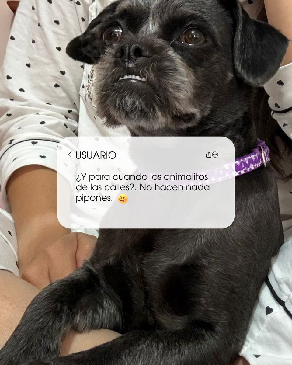 Unidad de Bienestar Animal Quito tweet media